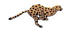 MYMBA_CHEETAH