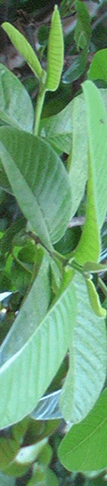 guayaba_rogue_nemboy_120x542 guayaba_rogue_nemboy_120x542