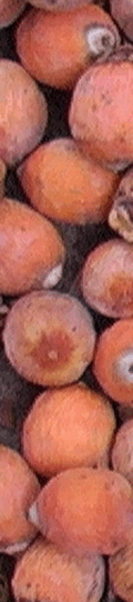pindo_fruta_nemboy_120x542 pindo_fruta_nemboy_120x542