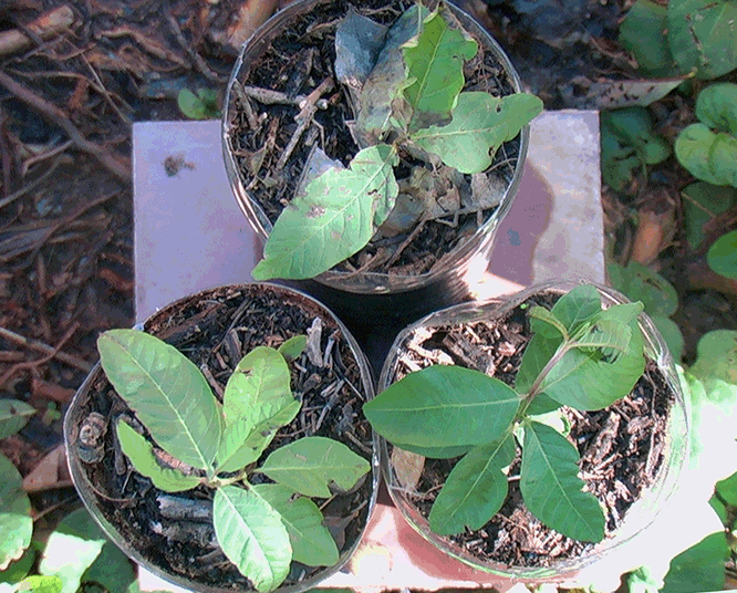 GUAYABA_YVATEGUI_MBOHAPY3_666x536