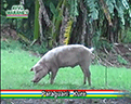 MYMBA_ANIMALES_KURE_PARAGUARI_121x96GIF